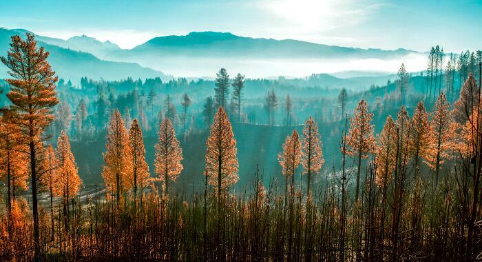 Valle incendiado